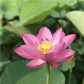 清风丶
