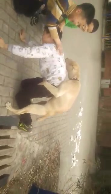 这个dog日的。 [s-62] 