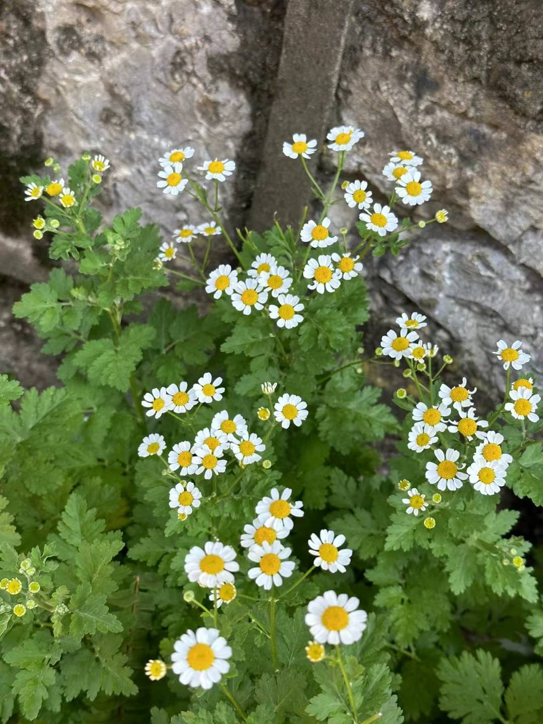 RCN游戏内命令#1