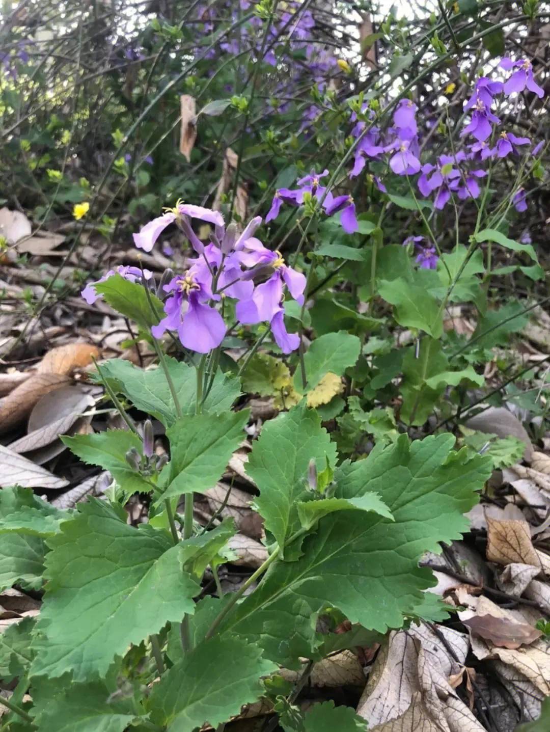 图形战争公测2.7