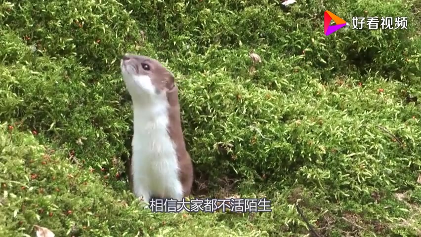 黄大仙科普时间